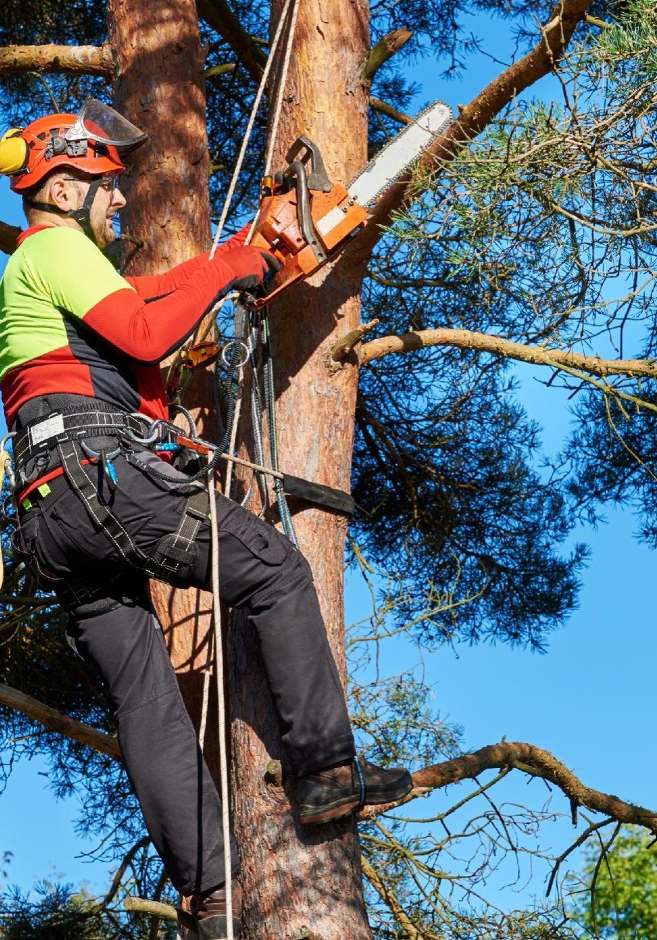 marks-tree-service-roanoke-va-arborist-safety-gear-chainsaw-tree-trimming