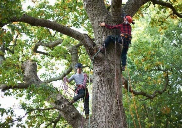 marks-tree-service-roanoke-va-tree-risk-evaluation-arborist-roanoke-va