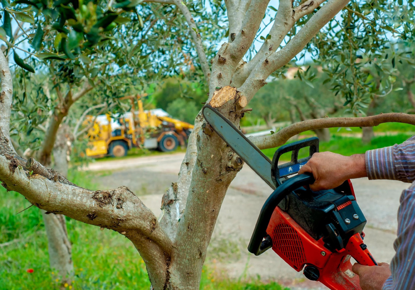 marks-tree-service-roanoke-va-tree-trimming-chainsaw-pruning